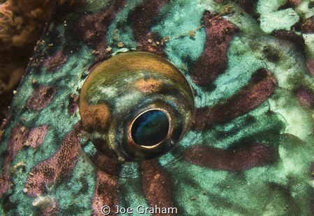 Who you looking at! Parrotfish Eye close up. by Joe Graham 