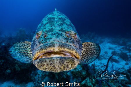 Did you know that Goliath Groupers can weigh up to 360 kg... by Robert Smits 