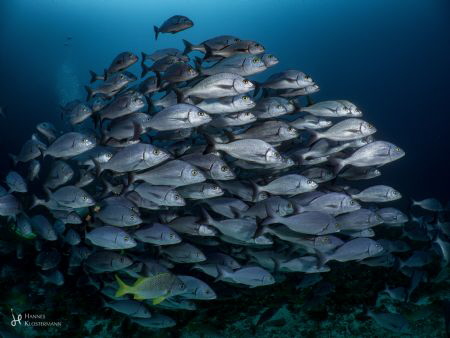 School of Galapagos Grunts - This endemic species can be ... by Hannes Klostermann 