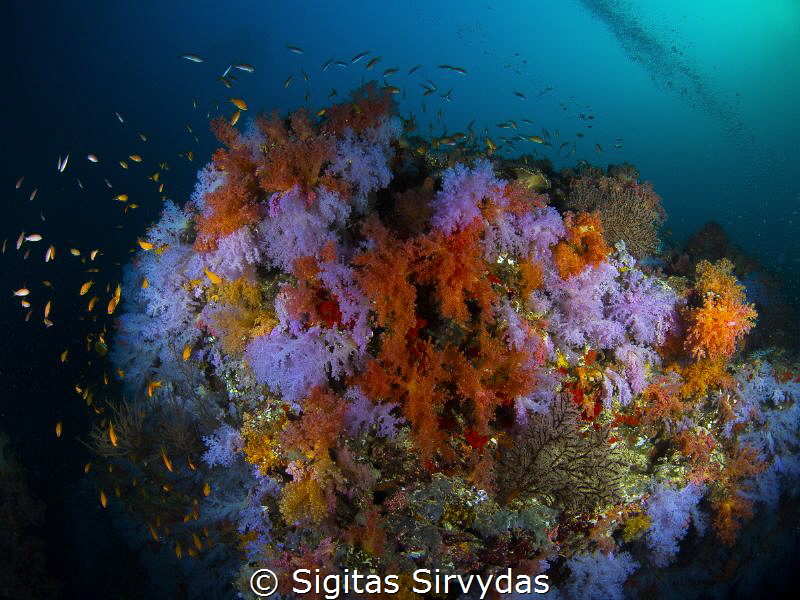 Soft corals by Sigitas Sirvydas 