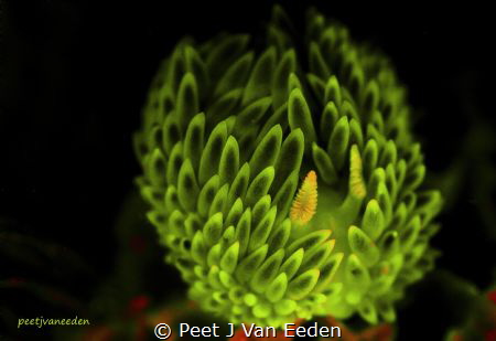 Fluorescent Gasflame Nudibranch during a night dive at th... by Peet J Van Eeden 