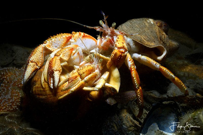 Common marine hermit crabs (Pagurus bernhardus), Zeeland,... by Filip Staes 