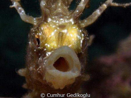 Hippocampus guttulatus
Speckled seahorse by Cumhur Gedikoglu 