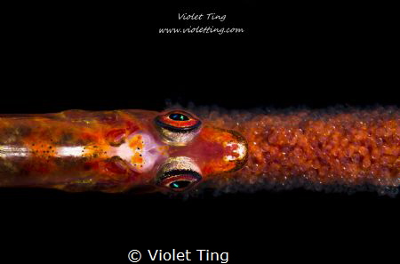 Goby and Eggs by Violet Ting 