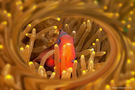 Amphiprion. by Sergey Lisitsyn 