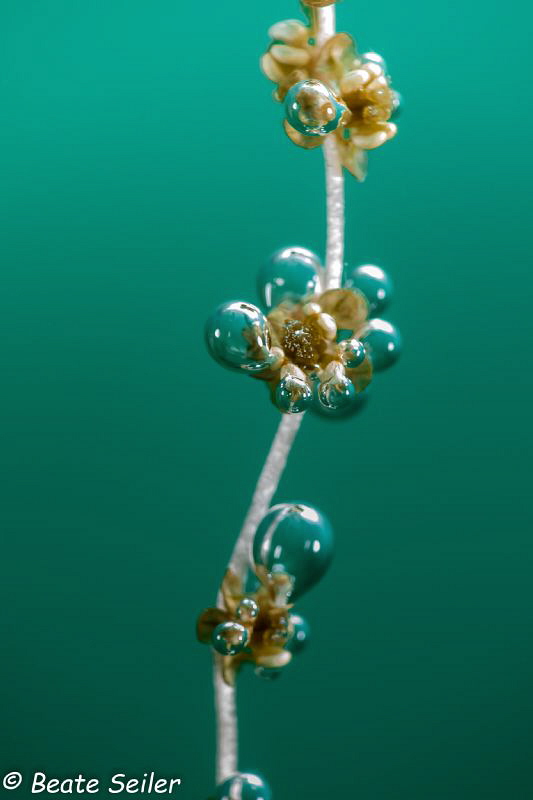 Air bubbles by Beate Seiler 