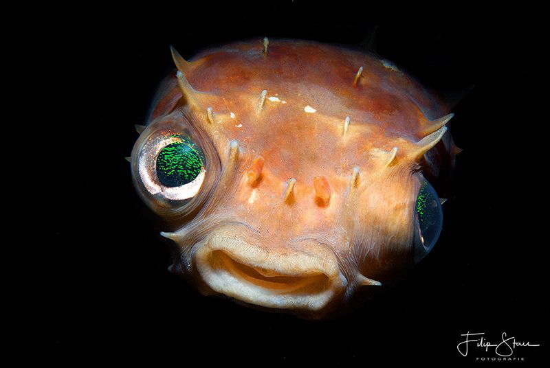 Porcupinefish, Lembeh, Sulawesi. by Filip Staes 