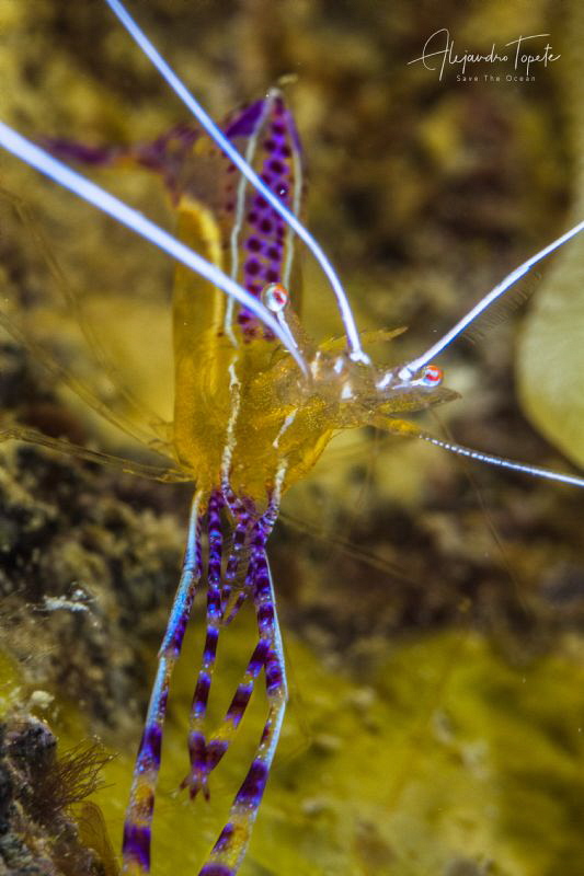 Purple Shrimp, Divi beach Bonaire by Alejandro Topete 