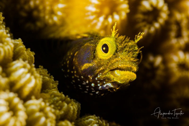 Blenny with craizy hair, Klein Bonaire by Alejandro Topete 