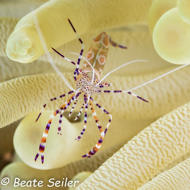 Spotted cleaner shrimp by Beate Seiler 