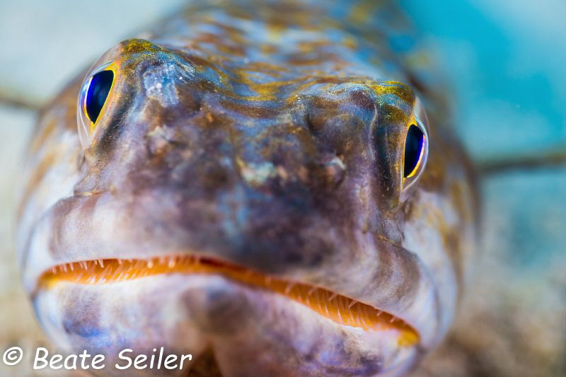Lizard fish of Bonaire by Beate Seiler 