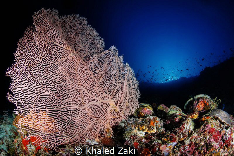 Gororian Coral Fan  Nuvilu Diving by Khaled Zaki 