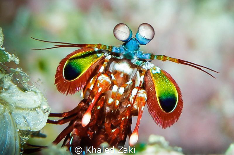 Mantis shrimp Nuvilu Diving by Khaled Zaki 