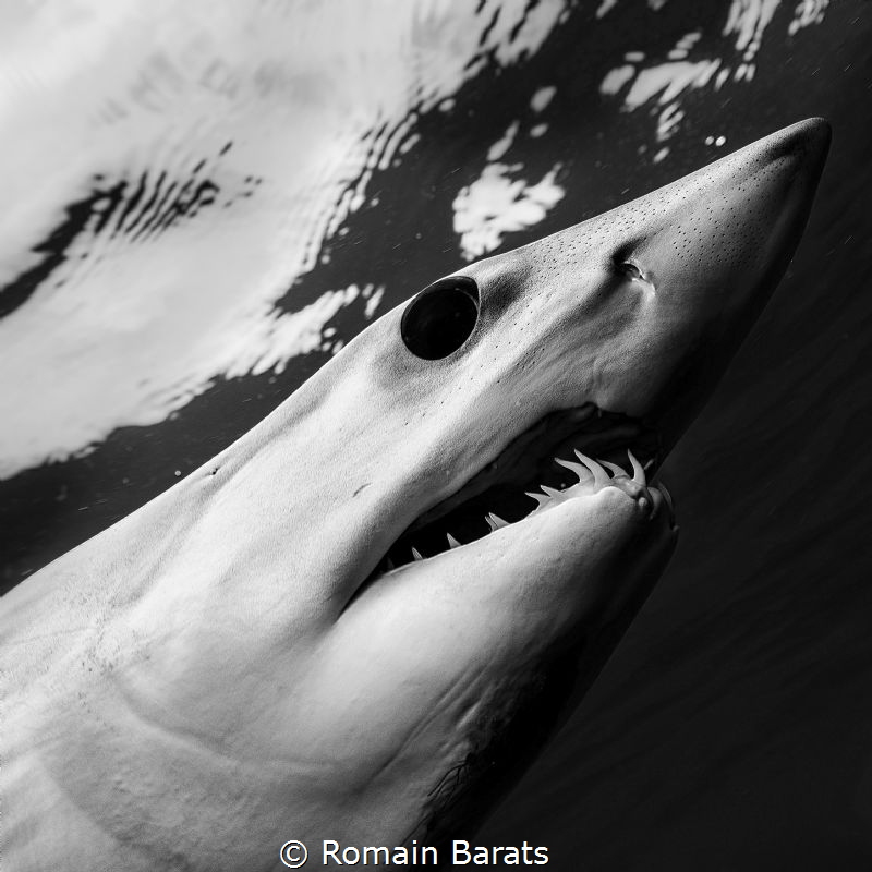 The eye of a legend.
mako shark by Romain Barats 