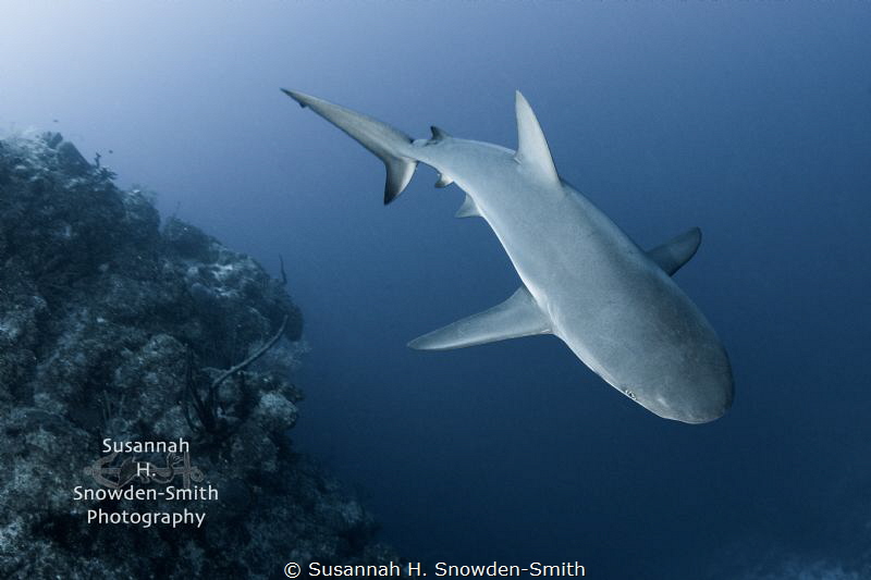 "Suspended" - A Caribbean reef shark approaches.  Photogr... by Susannah H. Snowden-Smith 