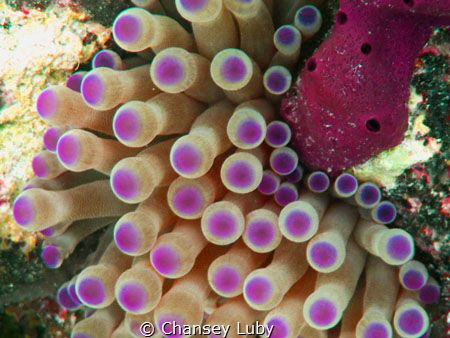 This beautiful sea anemone looks like a flower under the ... by Chansey Luby 