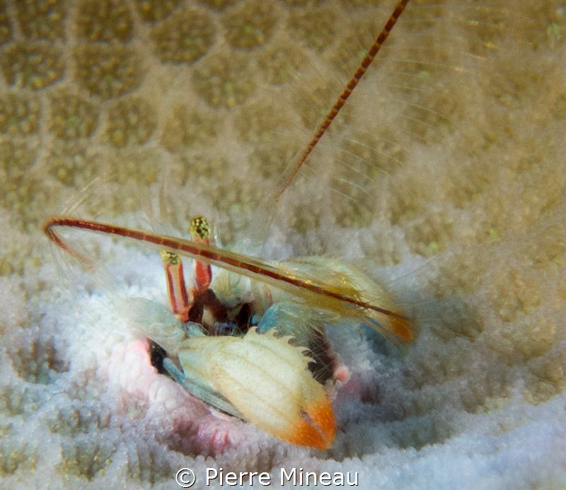 Minuscule coral hermit crab removing plankton from its fe... by Pierre Mineau 