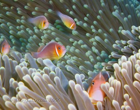 Pink Anenomefish Family seen in Yap
Cute !! by Alex Tattersall 