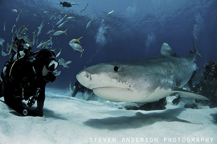 Tiger Beach Bahamas always provides awesome friendships!!... by Steven Anderson 