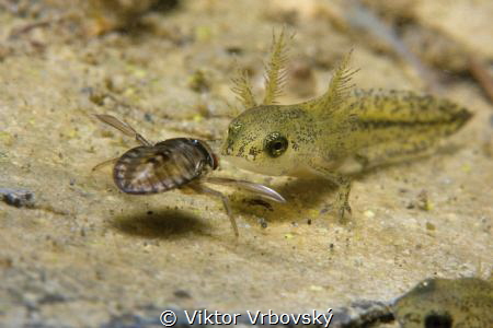 A Staring Contest - Coryxa vs. Larva of Newt :-) by Viktor Vrbovský 