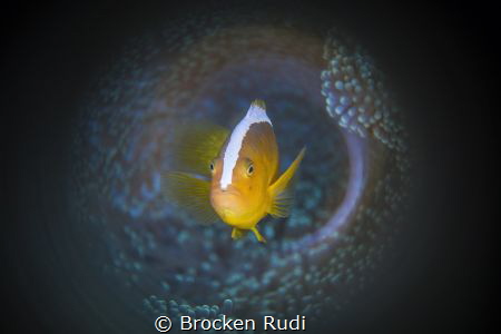 Anemoon fish by Brocken Rudi 