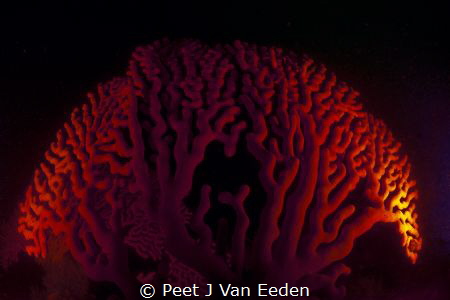 Gorgeous Gorgonian
Sinuous sea fan common in the sea of ... by Peet J Van Eeden 