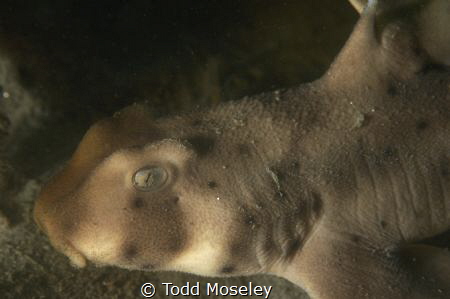 Horned Shark by Todd Moseley 