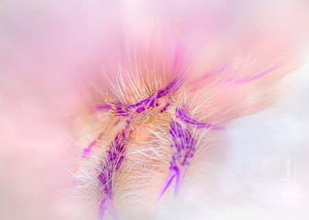 Hairy Lobster - shot with a circular blur filter fitted t... by Dave Johnson 