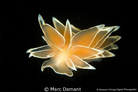 Frosted Nudibranch on black. The peach colour is from the... by Marc Damant 