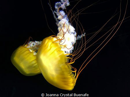 Sea Jellies by Joanna Crystal Buenafe 