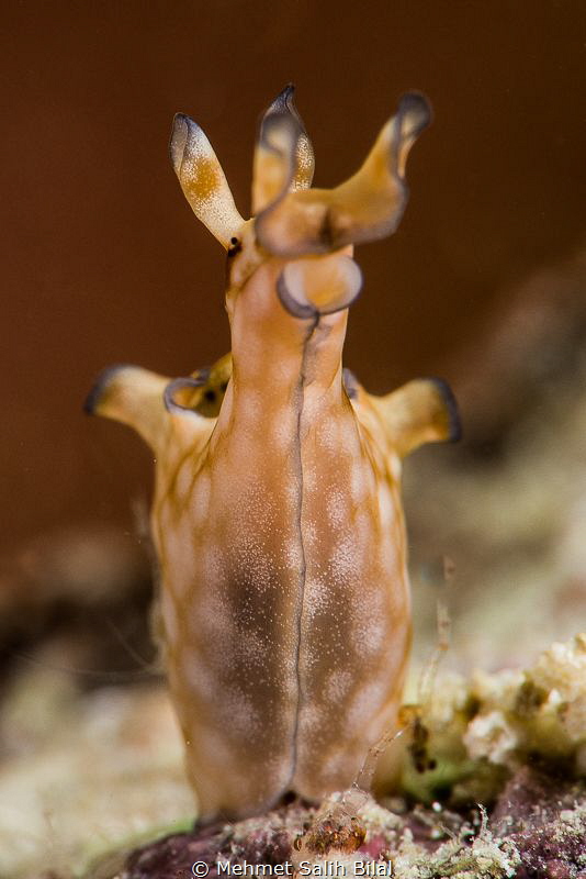 Aplysia parvula. One of the sea hare species. by Mehmet Salih Bilal 