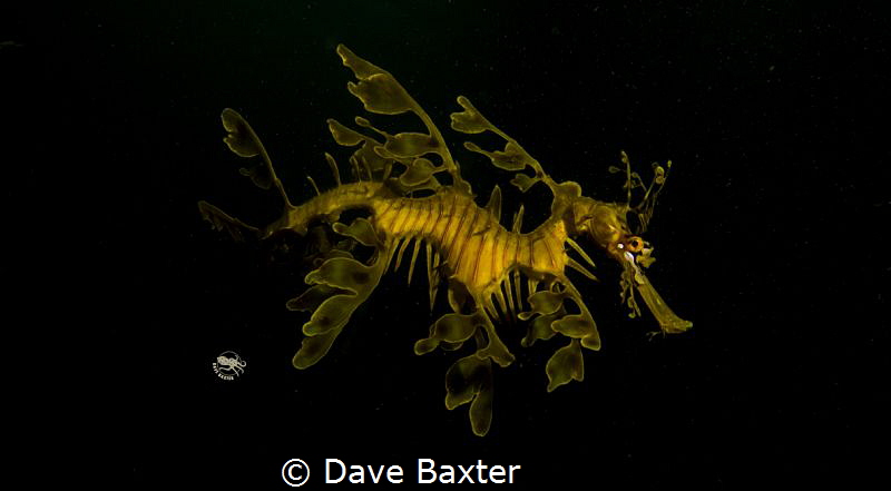 leafy seadragon by Dave Baxter 