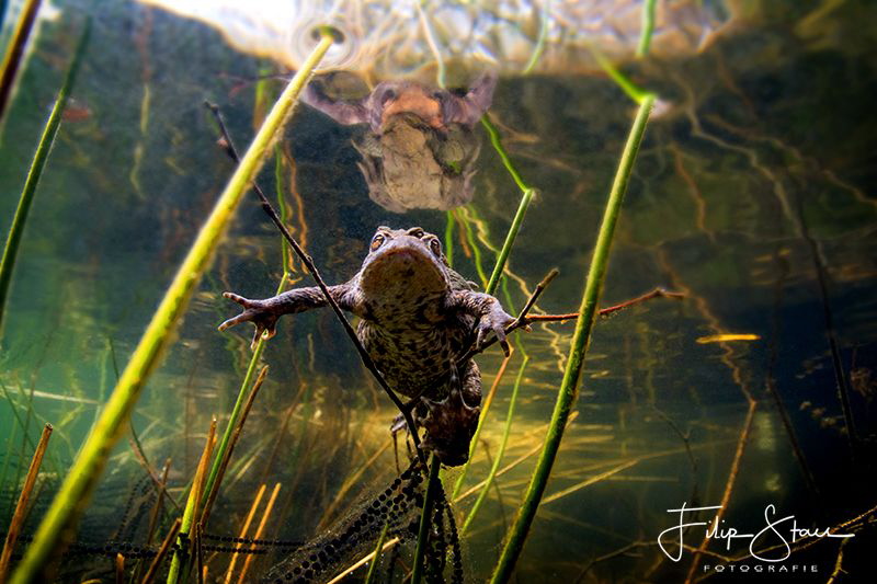 Mating toads, Turnhout, Belgium by Filip Staes 