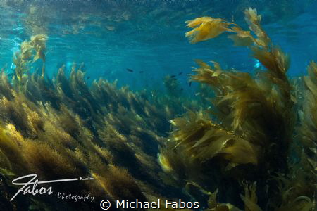 Sunny kelp top at Avalon Dive Park, Catalina Island, Cali... by Michael Fabos 