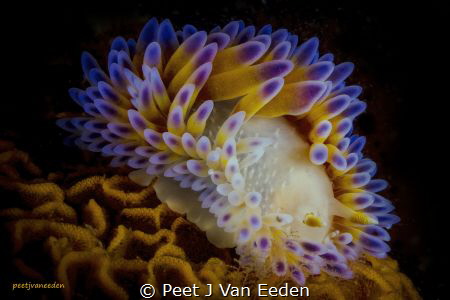 Gas Flame Nudibranch.

It occurs on both sides of the C... by Peet J Van Eeden 