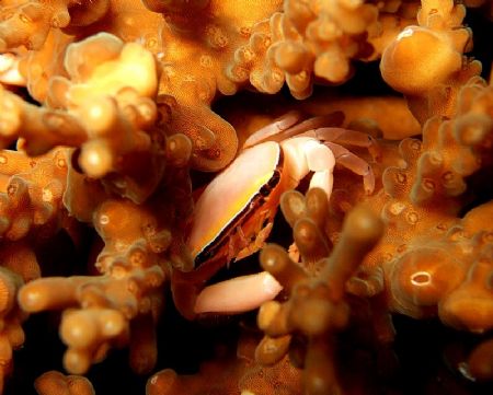 Pink Crab feeding on a coral. Photo taken during a night ... by Doy Tan 