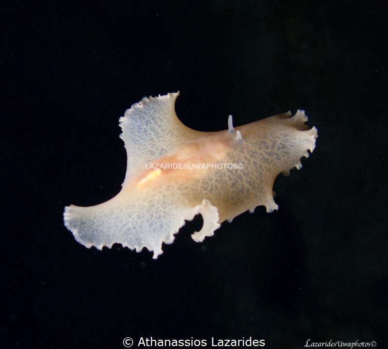Marine worm Paraplanocera by Athanassios Lazarides 
