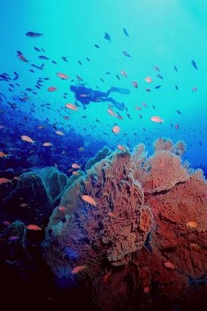 Red Sea Colors! Drifting along Thomas Reef, Strait of Tir... by Erich Reboucas 