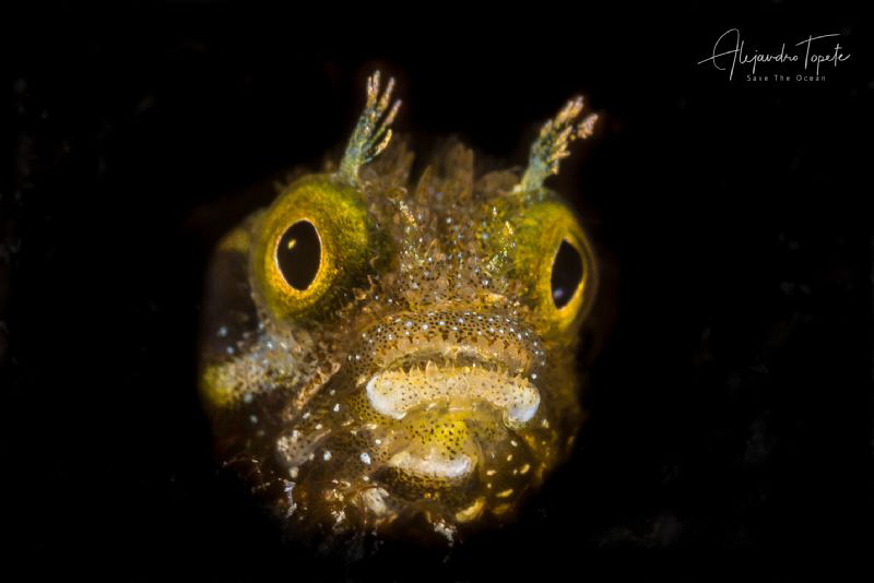 Blenny close up in black, Klein Bonaire by Alejandro Topete 
