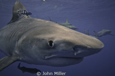 Tiger Shark by John Miller 