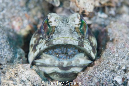 Daddy Jawfish by Henley Spiers 