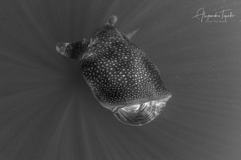 Whaleshark in Black & white, Isla Contoy México by Alejandro Topete 