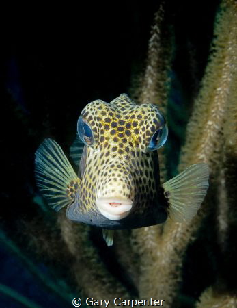 Spotted Trunkfish (Lactophrys bicaudalis)  -  Picture tak... by Gary Carpenter 