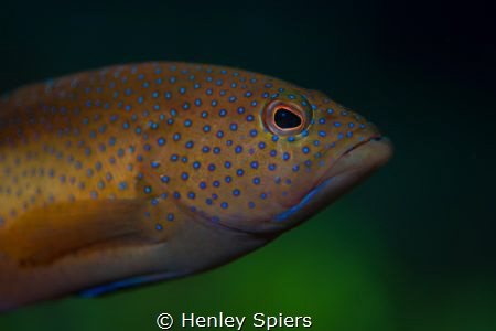 Resting Fish Face by Henley Spiers 