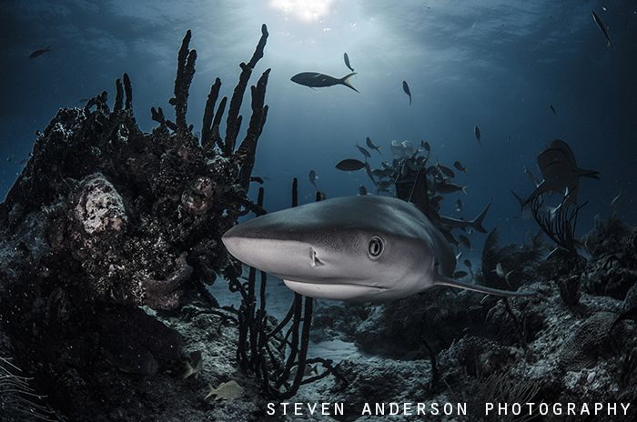 Reef Shark head-on at Tiger Beach - Bahamas by Steven Anderson 