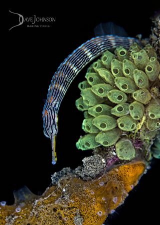 Pipefish twisting its way up an old mooring rope! by Dave Johnson 