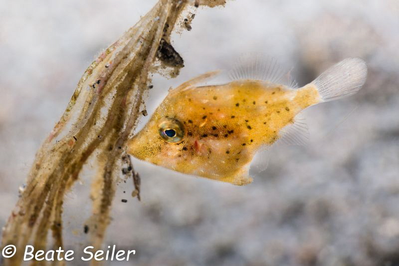 Filefish during night dive by Beate Seiler 