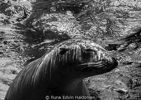 A sea lion is resting under the surface by Rune Edvin Haldorsen 