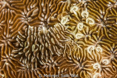 Hard coral nudibranch with eggs. Very recently described. by Mehmet Salih Bilal 