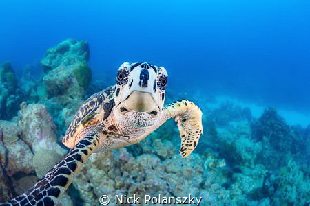 Thats the last time I let Mr Turtle use my camera! by Nick Polanszky 